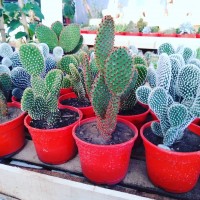 Cactus Opuntia microdasys en Maceta N11